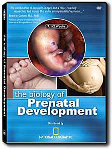 prenatal