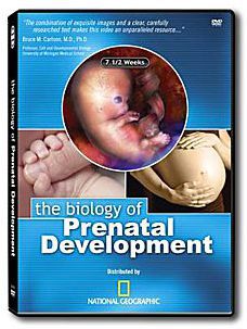 mc Biology-of-Prenatal-Development